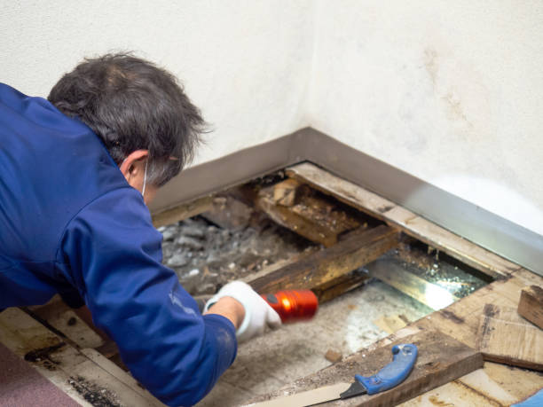 Best Emergency Mold Removal  in Tunnel Hill, GA