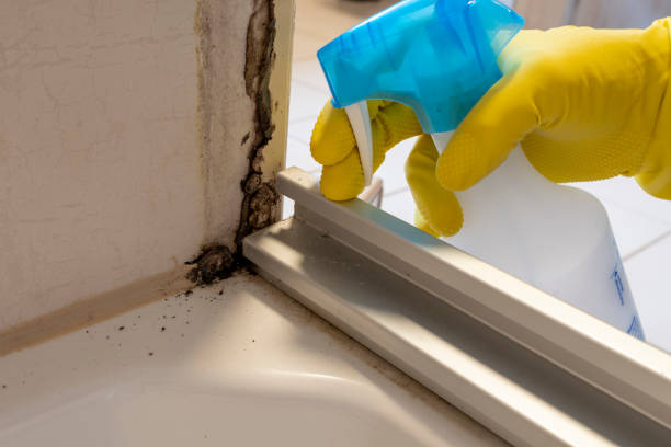 Trusted Tunnel Hill, GA Mold Removal Experts