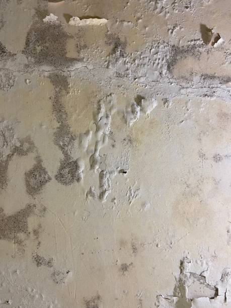 Best Residential Mold Removal  in Tunnel Hill, GA
