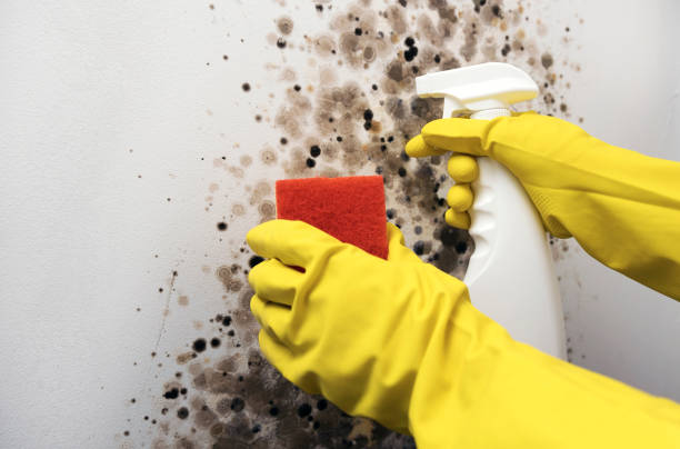 Certified Mold Removal in Tunnel Hill, GA