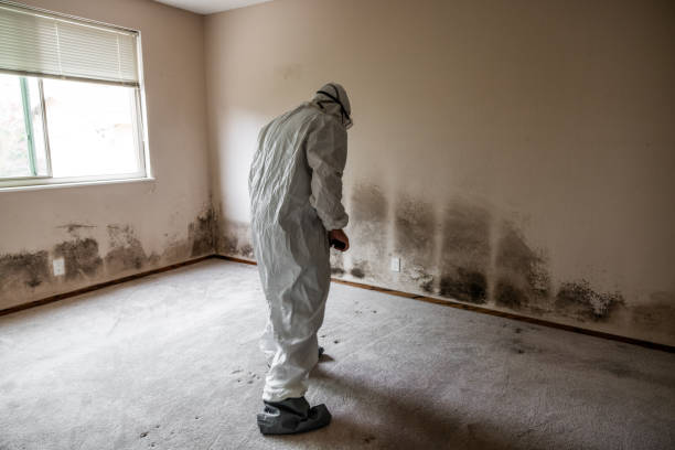 Best Professional Mold Removal  in Tunnel Hill, GA
