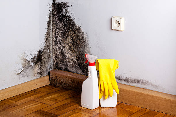 Best Affordable Mold Removal  in Tunnel Hill, GA