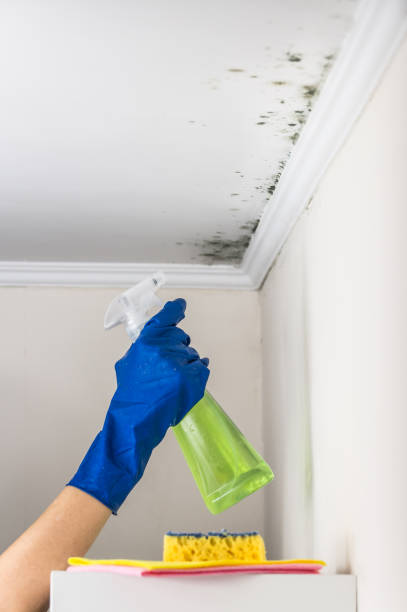 Best Commercial Mold Removal  in Tunnel Hill, GA