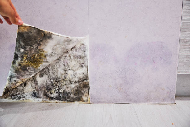 Best Home Mold Removal  in Tunnel Hill, GA